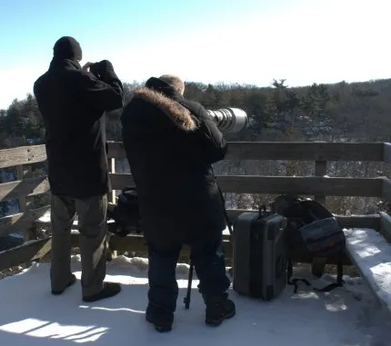 Bald Eagle Photography With A Compact Camera